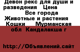 Девон рекс для души и разведения › Цена ­ 20 000 - Все города Животные и растения » Кошки   . Мурманская обл.,Кандалакша г.